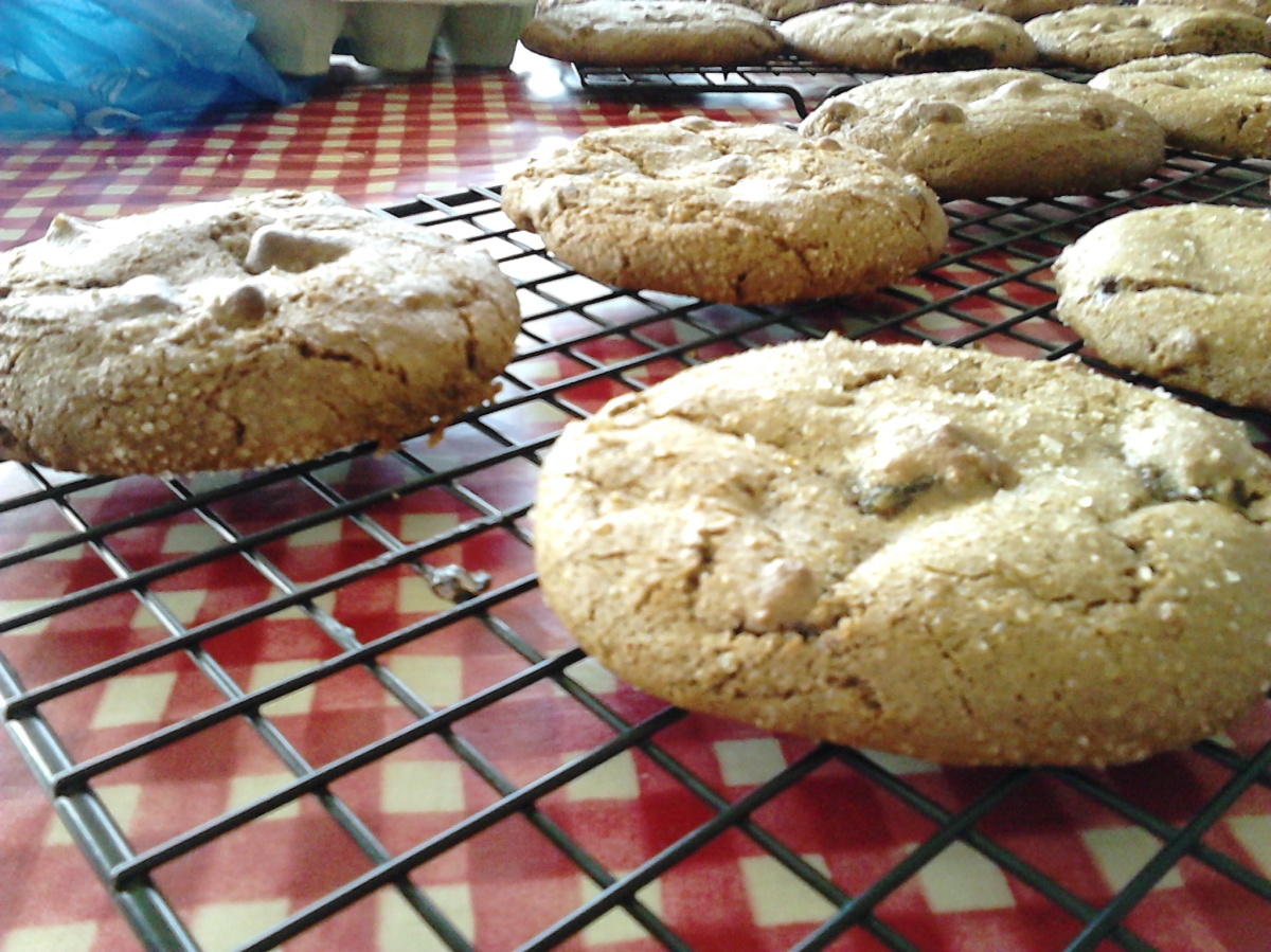 Ginger Cookies 15